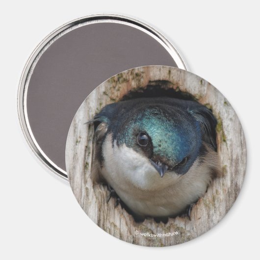 Aimant Hirondelle d'arbre dans une boîte à nuit (Recto/Verso)