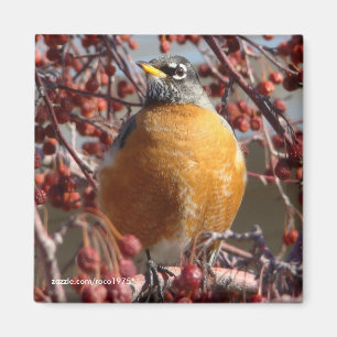 Aimant Hiver Robin