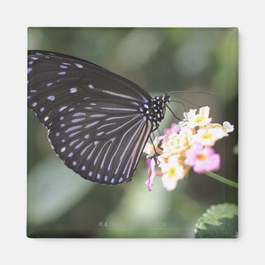 Aimant Hodokubo, Hino, Tokyo, Japon 5 (Devant)