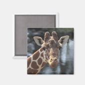 Aimant Hodokubo, Hino, Tokyo, Japon 6 (Recto/Verso)