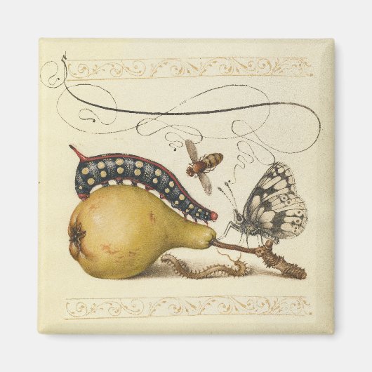 Aimant Hoefnagel Vintage Poire & Insectes 1500 Renaissanc (Devant)