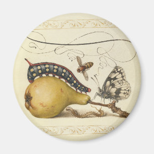 Aimant Hoefnagel Vintage Poire & Insectes 1500 Renaissanc