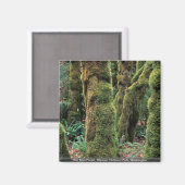 Aimant Hoh Rain Forest, Parc National Olympique, Washingt (Recto/Verso)