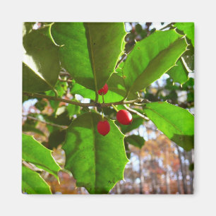 Aimant Holly Feuilles II Vacances Nature Botanique