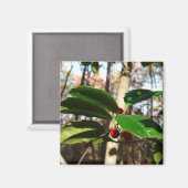Aimant Holly Leaves (Recto/Verso)
