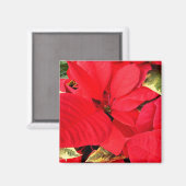 Aimant Holly Point Poinsettias vacances Floral (Recto/Verso)