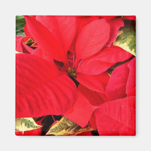 Aimant Holly Point Poinsettias vacances Floral (Devant)