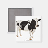 Aimant Holstein Cow | Bos taurus (Recto/Verso)