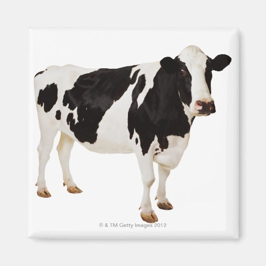 Aimant Holstein Cow | Bos taurus (Devant)