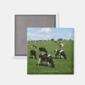 Aimant Holstein-Friesian, Irlande (Recto/Verso)