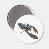 Aimant homard breton (Recto/Verso)