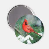 Aimant Homme du Cardinal du Nord sur l'arbre, IL (Recto/Verso)