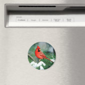 Aimant Homme du Cardinal du Nord sur l'arbre, IL (In Situ (Lave-vaisselle))