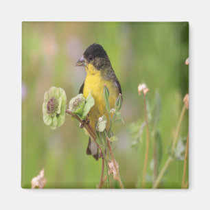 Aimant Homme Goldfinch perché sur des fleurs