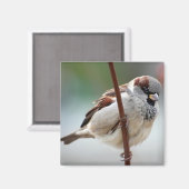 Aimant homme-moineau (Recto/Verso)