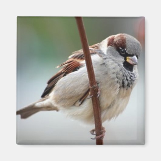 Aimant homme-moineau (Devant)