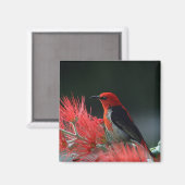 Aimant Honneur de Scarlet Oiseau exotique (Recto/Verso)