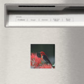 Aimant Honneur de Scarlet Oiseau exotique (In Situ (Lave-vaisselle))