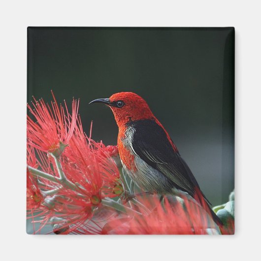 Aimant Honneur de Scarlet Oiseau exotique (Devant)