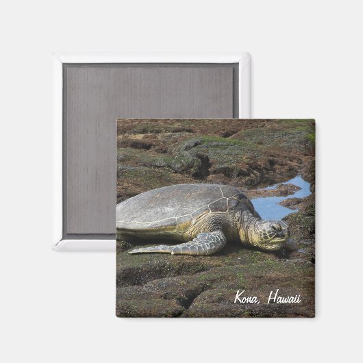 Aimant Honu reposant sur les rochers chauds (Recto/Verso)