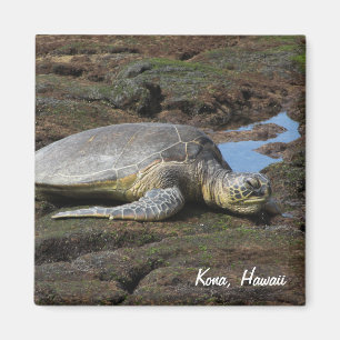 Aimant Honu reposant sur les rochers chauds