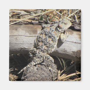Aimant Horned Lizard