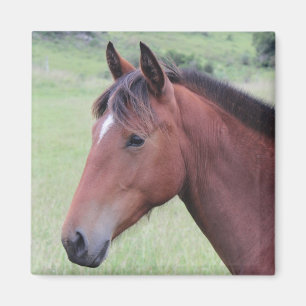 Aimant Horse Ranch Farm Pays Animaux de compagnie mignons
