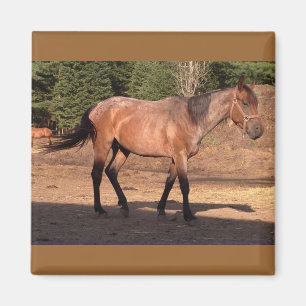 Aimant Horse Ranch Farm Pays Animaux de compagnie mignons
