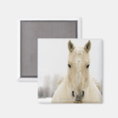 Aimant Horse with snow on head (Recto/Verso)