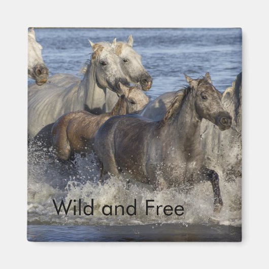 Aimant Horses galloping in the water (Devant)