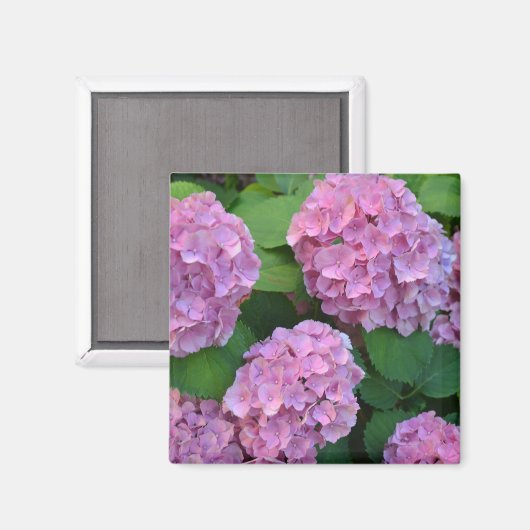 Aimant Hortensia hydrangea rose (Recto/Verso)