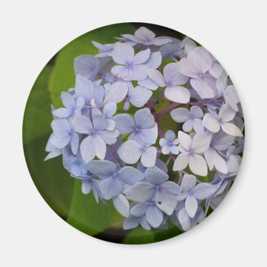 Aimant Hortensie (Devant)