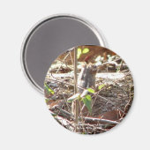 Aimant Hot Springs Mountain, Arkansas Chipmunk Cadfts (Recto/Verso)