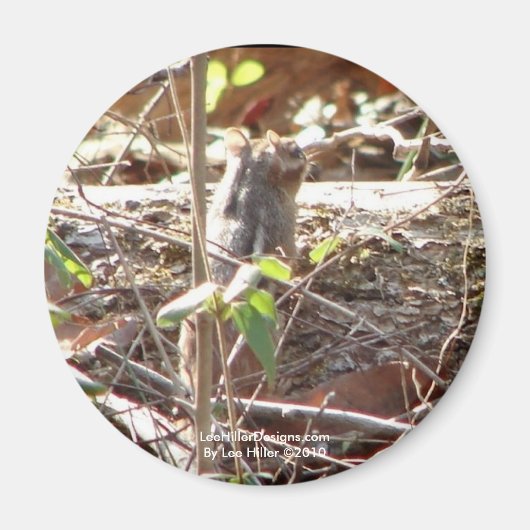 Aimant Hot Springs Mountain, Arkansas Chipmunk Cadfts (Devant)