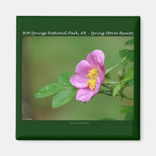 Aimant Hot Springs National Park, AR Cadeaux Wild Rose