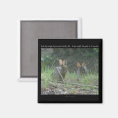 Aimant Hot Springs National Park, AR Wild Rabbits Cadeaux (Recto/Verso)