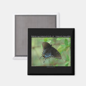 Aimant Hot Springs National Park Swallowtail Butterfly (Recto/Verso)