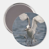 Aimant Hovering Kittiwake (Recto/Verso)