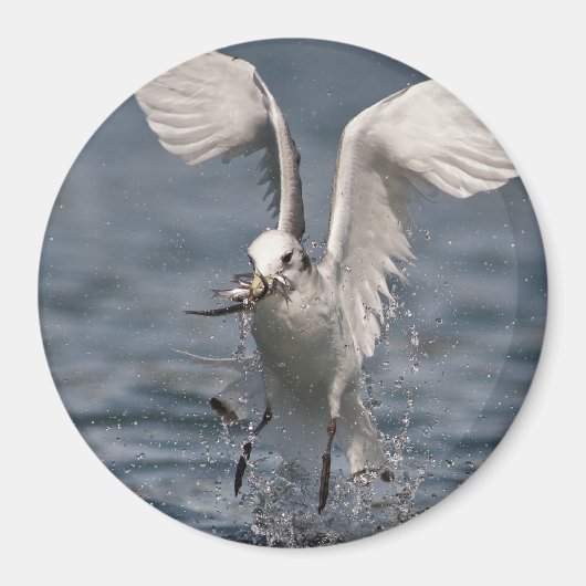 Aimant Hovering Kittiwake (Devant)