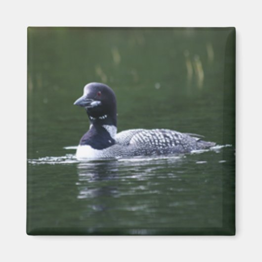 Aimant huard (Devant)