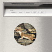 Aimant Huile de chasse (In Situ (Lave-vaisselle))