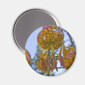 Aimant Humboldt Lily (Recto/Verso)