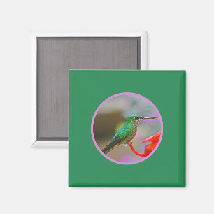 AIMANT HUMMINGBIRD