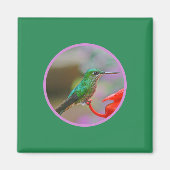 AIMANT HUMMINGBIRD (Devant)