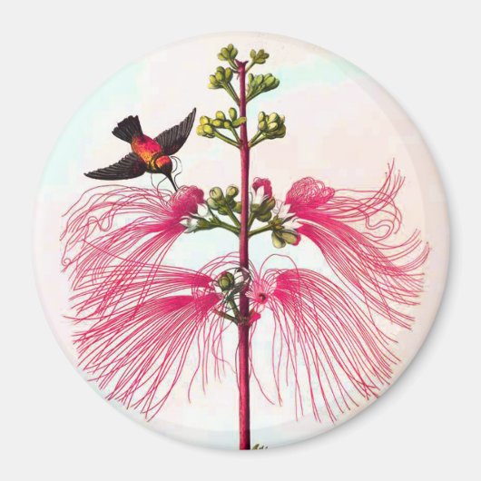 Aimant Hummingbirds mimosa arbre oiseau de fleur vintage (Devant)