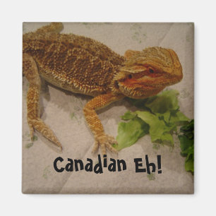 Aimant Humour de Dragon Barbu Canadien Eh!
