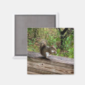 Aimant Hungry Squirrel (Recto/Verso)