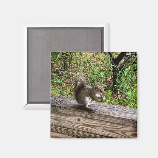 Aimant Hungry Squirrel (Recto/Verso)