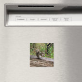Aimant Hungry Squirrel (In Situ (Lave-vaisselle))