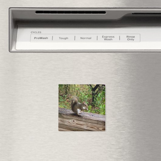 Aimant Hungry Squirrel (In Situ (Lave-vaisselle))